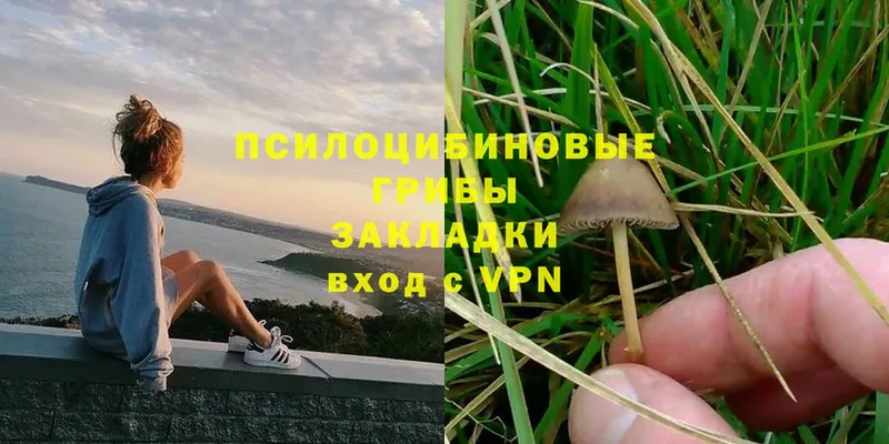 Галлюциногенные грибы Psilocybe  Агидель 